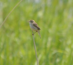 Acrocephalus orientalis