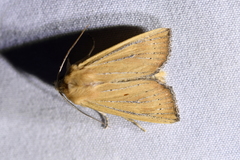 Ichneutica blenheimensis