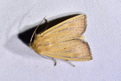 Ichneutica blenheimensis