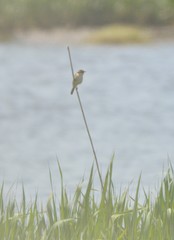 Acrocephalus orientalis