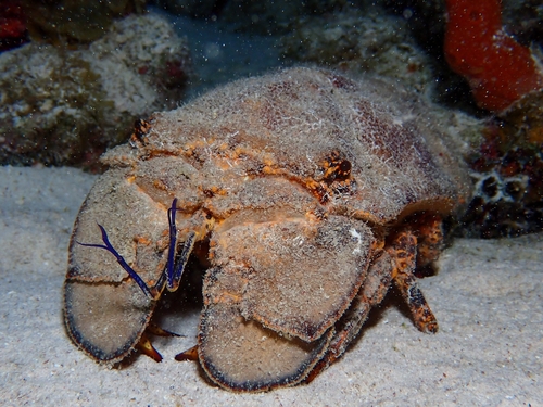Scyllarides aequinoctialis