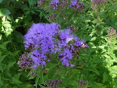 Chromolaena pulchella