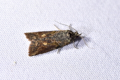 Harmologa scoliastis