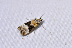 Eudonia aspidota