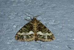 Pseudocoremia lactiflua