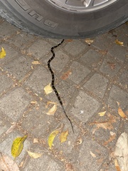 Leptodeira nigrofasciata