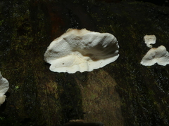 Trametes versicolor
