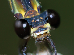 Lestoidea