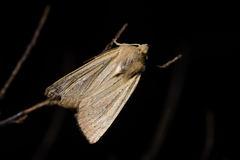 Ichneutica blenheimensis