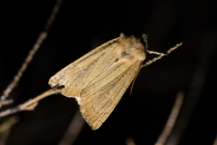 Ichneutica blenheimensis