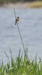 Acrocephalus orientalis