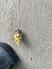 Amphidromus perversus