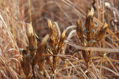 Gentianella quinquefolia