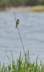 Acrocephalus orientalis