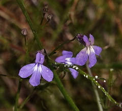 Lobelia setacea