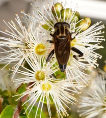 Orthoprosopa bilineata