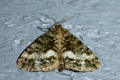 Pseudocoremia lactiflua