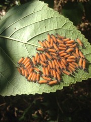 Spilarctia postrubida