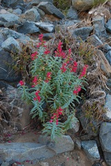 Penstemon cerrosensis
