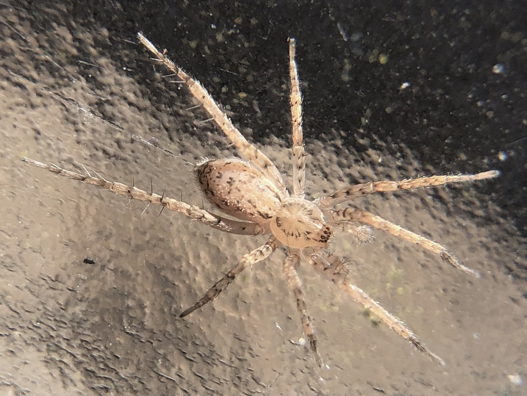 Eastern Spurred Ghost Spider