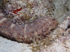 Holothuria thomasi