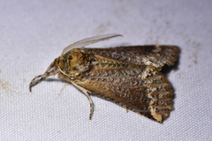 Declana junctilinea