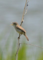 Acrocephalus orientalis