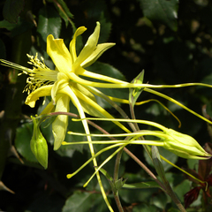 Aquilegia longissima