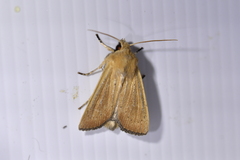 Ichneutica blenheimensis