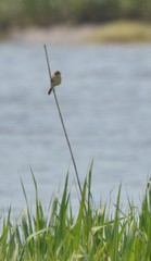 Acrocephalus orientalis