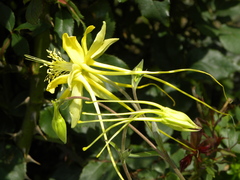 Aquilegia longissima