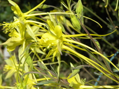 Aquilegia longissima