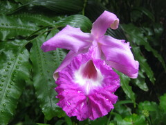 Sobralia macrantha