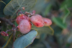 Rhus lentii