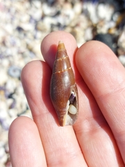 Isara carbonaria