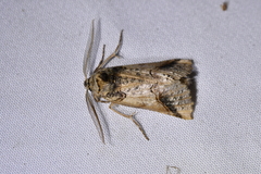 Declana junctilinea