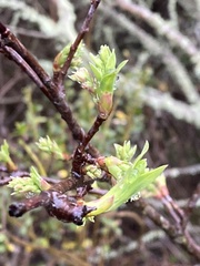 Oemleria cerasiformis