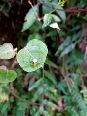Aoaraneus pentagrammicus