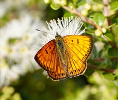 Lycaena edna