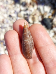 Isara carbonaria