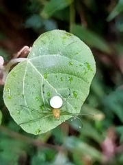 Aoaraneus pentagrammicus