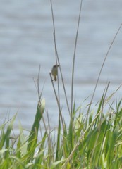 Acrocephalus orientalis