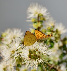 Lycaena edna