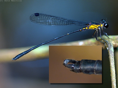 Lestoidea brevicauda