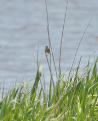 Acrocephalus orientalis