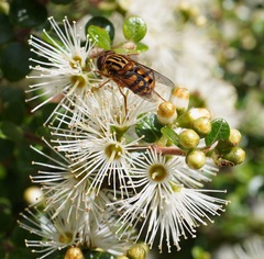Helophilus campbelli