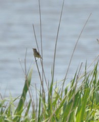 Acrocephalus orientalis