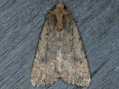 Protoperigea umbricata