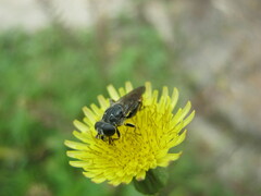 Asemosyrphus mexicanus
