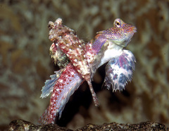 Synchiropus morrisoni